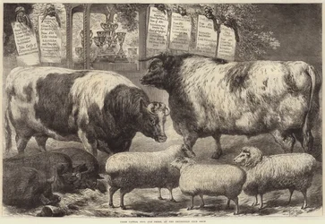 Ganado de Premio, Cerdos y Ovejas, en la Exposición del Club Smithfield